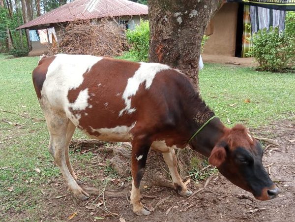 Zero Grazing or keeping and caring for cows in restricted spaces saves farmers time and labour costs in the long run