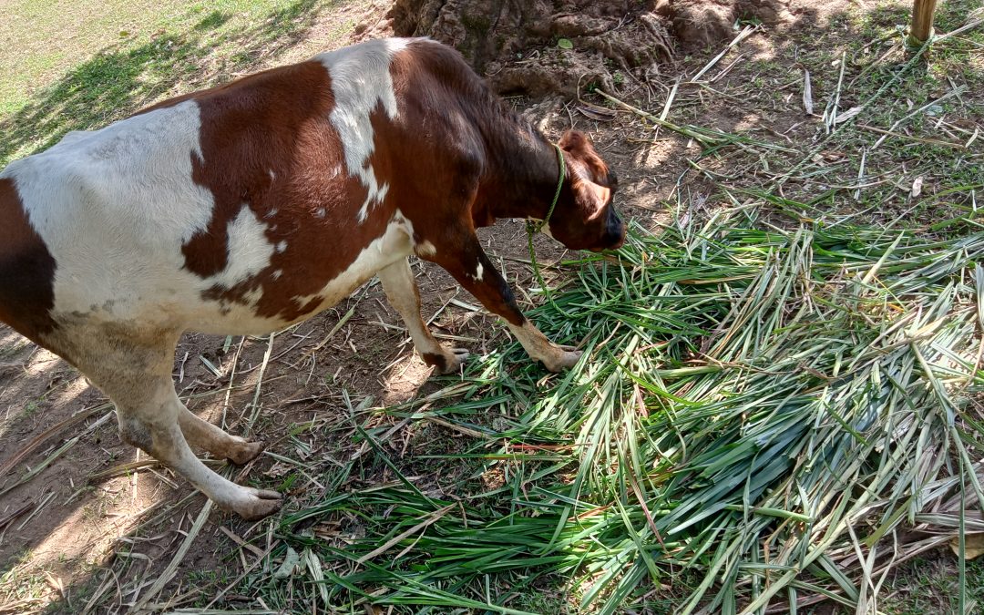 How farmers can prepare for, not fear, El Nino weather season!