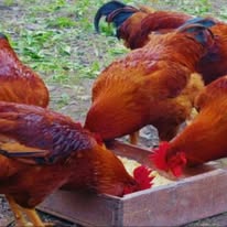 What and how to feed sick poultry