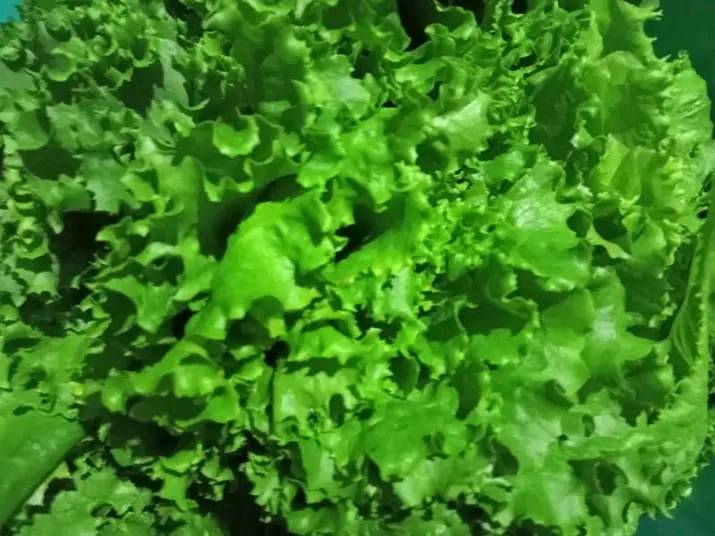 What is the difference between red and green lettuce?