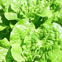 Green lettuce displays a vibrant light-to-medium green hue across the entire loose leaf