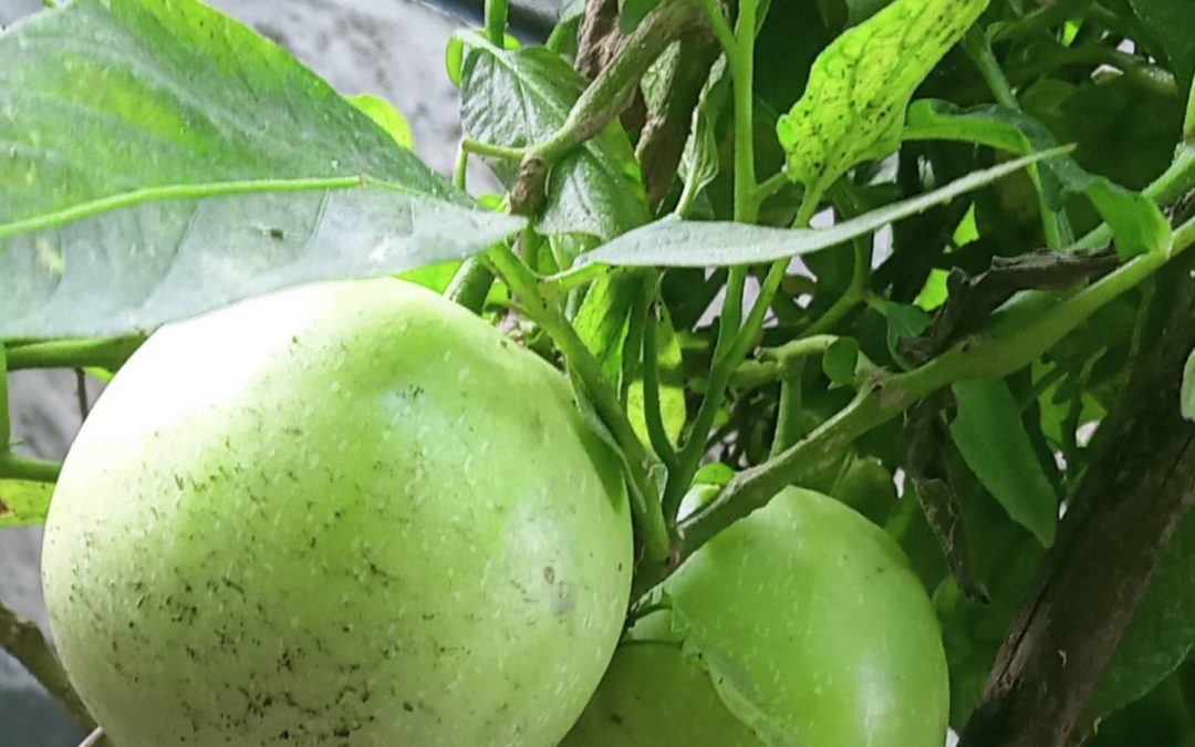 All you need to know about pepino melon