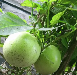 pepino melon fruit