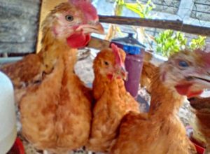 poultry care is delicate affair