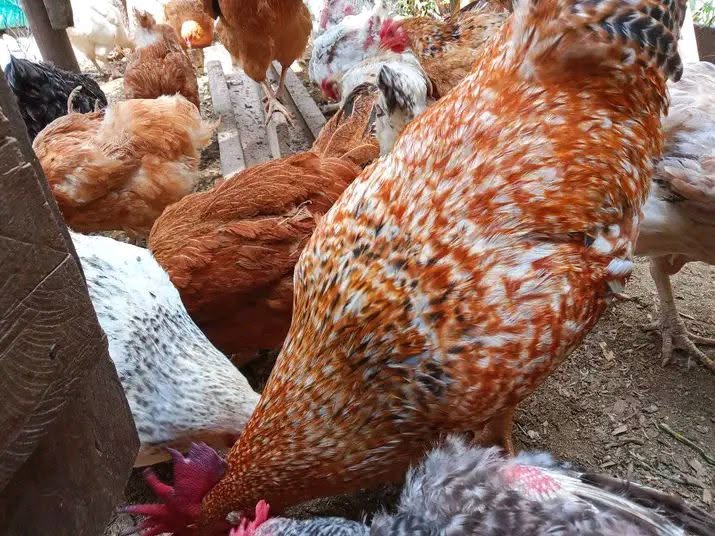 poultry feed Poultry coop
