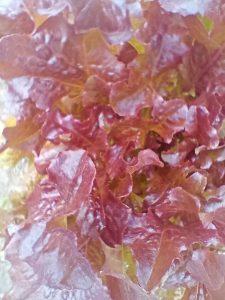 Red lettuce features leaves tinted with deep burgundy, purple or reddish-brown, especially at the ruffled edges