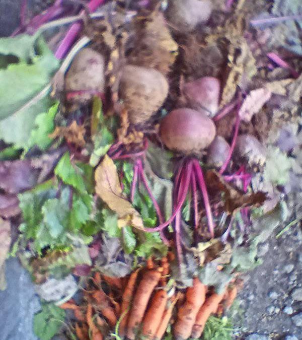 How to Easily Grow Beetroot