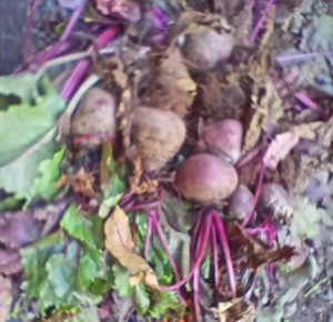 beetroot or garden pea is a root vegetable