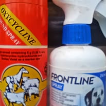 Must have medicines and health products on improved kienyeji grower and layer chicken farm