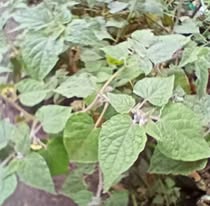 African gooseberry is among the popular fruit options for growing on small urban spaces