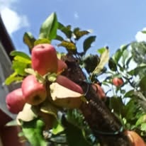 Suitable fruit trees to grow on small urban land