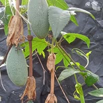 Among popular fruits for urban farming are banana passion, purple passion, strawberry, pepino melon, gooseberry, guava, loquat, pomegranate, raspberry and mango