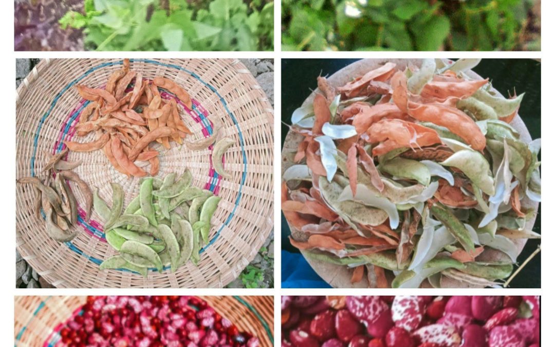 Why urban farmers prefer growing climbing beans to bush beans