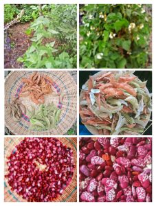 Why urban farmers prefer growing climbing beans to bush beans