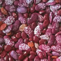 Climbing beans are bred for local climate resilience