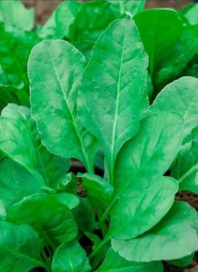 True spinach varieties are highly sensitive to day length and heat. In many parts of Kenya, even minor heat spikes will cause dwarf varieties to bolt, i.e prematurely produce seeds, with the leaves immediately becoming unmarketably bitter and tough