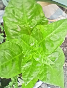Dwarf or baby-leaf spinach is virtually unrecognizable to the mass market as a primary cooking green