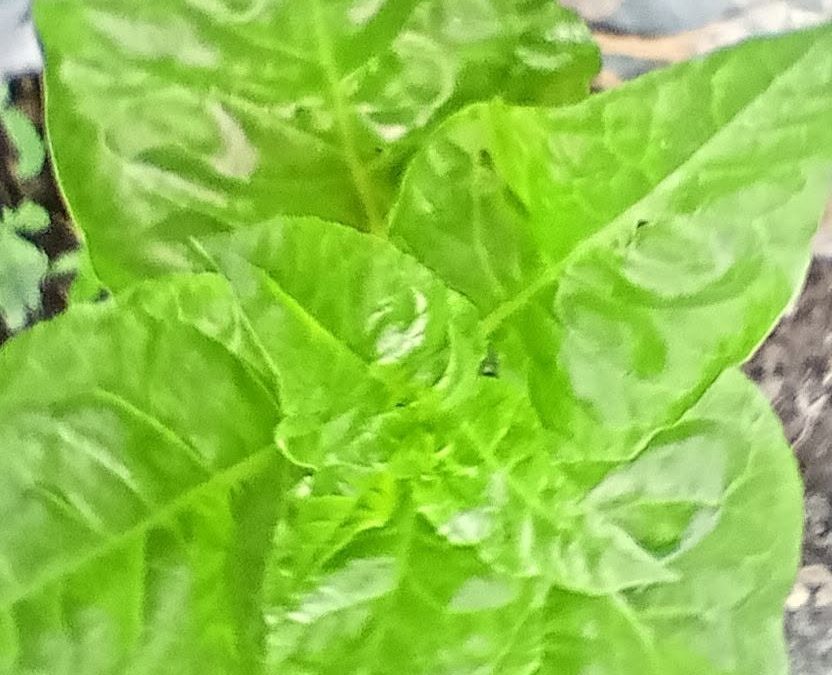 Why growing dwarf spinach commercially is a bad idea
