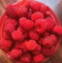 Depending on your climatic zone and size of land, you may consider compact dwarf fruit trees, self-pollinating citrus and container-friendly berries for your urban farm