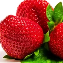 Equally popular fruits for urban farming are strawberry, pepino melon, gooseberry, banana passion, purple passion, guava, loquat, pomegranate, raspberry and mango